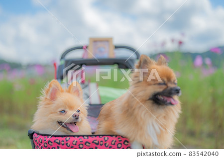 宇宙領域的博美犬 83542040