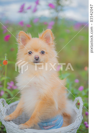 宇宙領域的博美犬 宇宙領域的博美犬 83542047