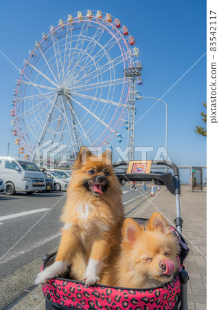 Pomeranian in Awaji Service Area 83542117