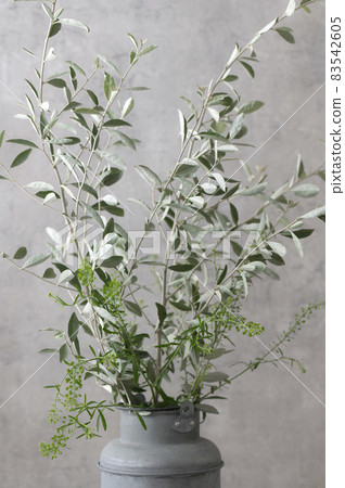 銀葉俄羅斯橄欖 83542605