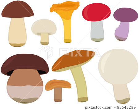 Edible forest mushroom types collection vector illustration 83543289