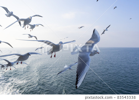 Encounter seagulls on a ship Encounter seagulls on a ship 83543338