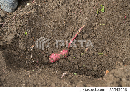 Potato digging in the vegetable garden Potato digging in the vegetable garden 83543938