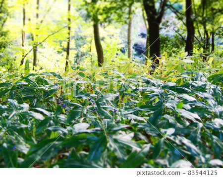充滿陽光透過樹木的森林公園 83544125