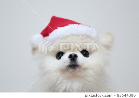 戴著聖誕老人帽子的博美犬 戴著聖誕老人帽子的博美犬 83544390
