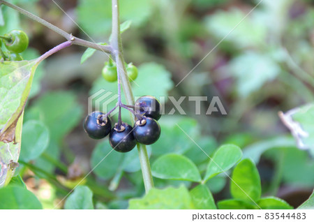 黑色茄屬植物 黑色茄屬植物 83544483