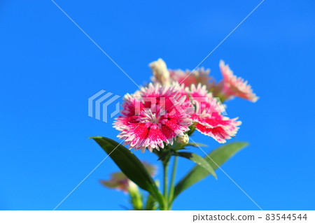 石竹藍天 83544544