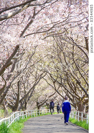 A row of cherry blossom trees in full bloom along the Hanami River (Hanamigawa Ward, Chiba City) 83544985