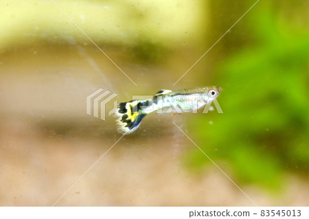 Guppy (Poecilia reticulata) Guppy (Poecilia reticulata) 83545013