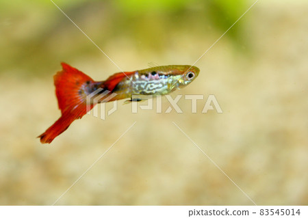 Guppy (Poecilia reticulata) Guppy (Poecilia reticulata) 83545014