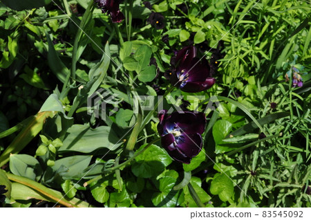 Flowers in full bloom in the garden 83545092