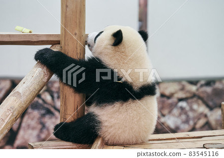 熊貓粘著 熊貓粘著 83545116