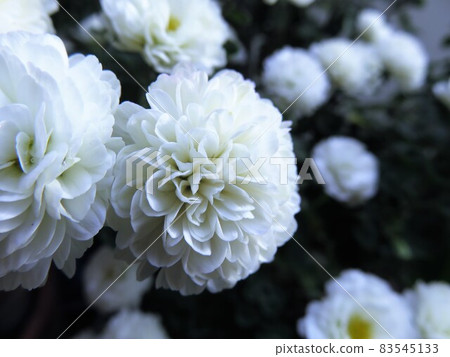 花園媽媽吉吉·雪諾 花園媽媽吉吉·雪諾 83545133