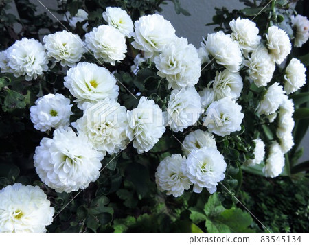 Garden Mum Gigi Snow Garden Mum Gigi Snow 83545134