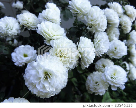 花園媽媽吉吉·雪諾 花園媽媽吉吉·雪諾 83545135