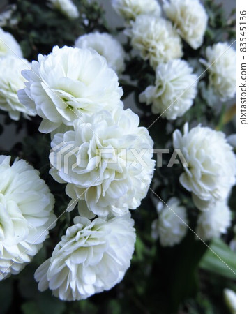花園媽媽吉吉·雪諾 花園媽媽吉吉·雪諾 83545136