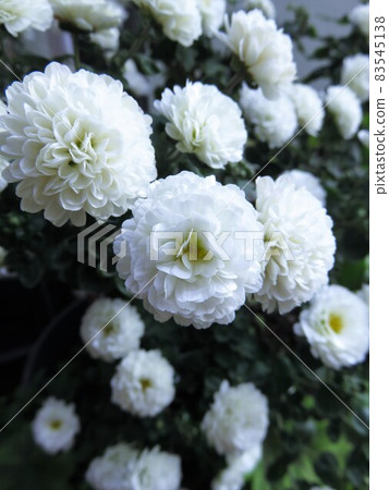 花園媽媽吉吉·雪諾 花園媽媽吉吉·雪諾 83545138