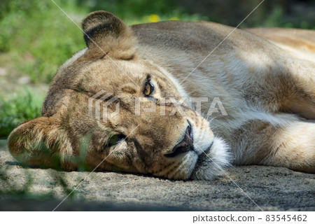 Relaxing female lion Relaxing female lion 83545462