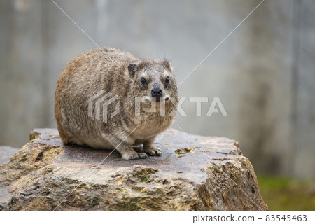 Angry Rock Hyrax Zoorasia Angry Rock Hyrax Zoorasia 83545463