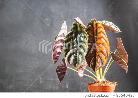 Alocasia Cuprea Red Secret potted house plant Alocasia Cuprea Red Secret potted house plant 83546455