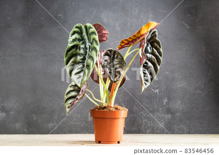 Alocasia Cuprea Red Secret potted house plant 83546456