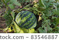 watermelon before harvest 83546887