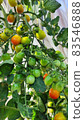 Cherry tomatoes growing in the field 83546888