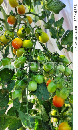 Cherry tomatoes growing in the field 83546888