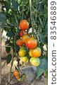 Cherry tomatoes growing in the field 83546889