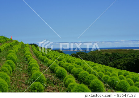 Green kochia and seascape Green kochia and seascape 83547158