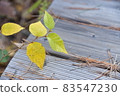 leaves growing on a wooden deck path 83547230