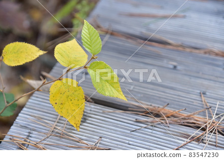 leaves growing on a wooden deck path leaves growing on a wooden deck path 83547230