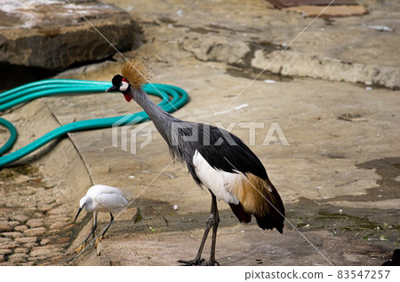 Crowned crane Crowned crane 83547257