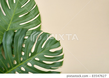 Above view of green tropical leaves on pastel background, nature concept 83547627