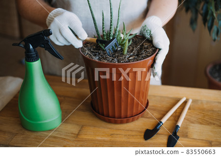 How to plant and grow aloe vera succulent houseplant at home. Aloe Vera Plant Care. Female hand in garden gloves cut and re-pot Aloe barbadensis Plant, cutting off few leaves 83550663