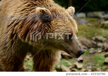 Natural National Park of Ukraine Synevyrska Polyana and its inhabitants are brown bears. Natural National Park of Ukraine Synevyrska Polyana and its inhabitants are brown bears. 83550790