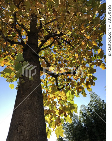 Autumn leaves looking up 83550965