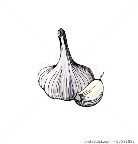 Garlic hand drawn sketch. Garlic head and clove. Garlic hand drawn sketch. Garlic head and clove. 83551882