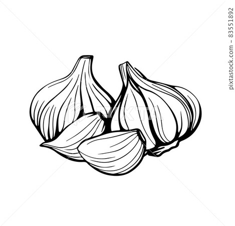 Garlic hand drawn sketch. Garlic head and clove. Garlic hand drawn sketch. Garlic head and clove. 83551892
