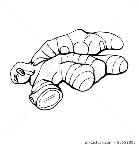 Ginger sketch. The ginger root isolated on a white background Ginger sketch. The ginger root isolated on a white background 83551893