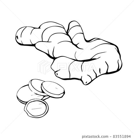 Ginger sketch. The ginger root isolated on a white background Ginger sketch. The ginger root isolated on a white background 83551894