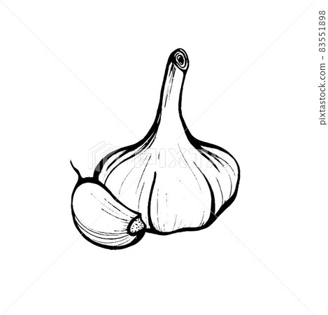 Garlic hand drawn sketch.Garlic head and clove. Strengthening the immune system Garlic hand drawn sketch.Garlic head and clove. Strengthening the immune system 83551898
