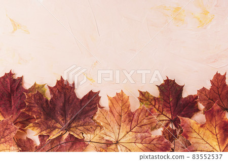Red maple leaves on pink background. Autumn layout. Banner or message board template. Copy space Red maple leaves on pink background. Autumn layout. Banner or message board template. Copy space 83552537