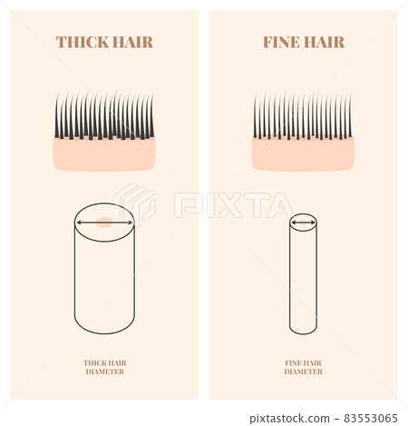 Hair thickness types chart of thin and thick strands Hair thickness types chart of thin and thick strands 83553065