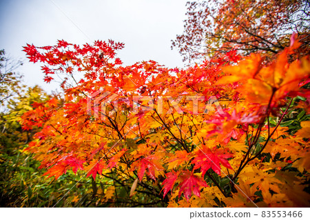 秋田縣八幡平和大沼的紅葉 秋田縣八幡平和大沼的紅葉 83553466