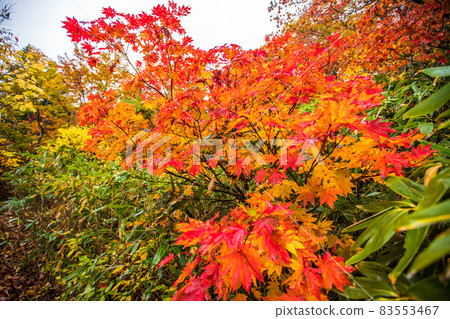 秋田縣八幡平和大沼的紅葉 秋田縣八幡平和大沼的紅葉 83553467