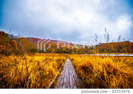 秋田縣八幡平和大沼的紅葉 秋田縣八幡平和大沼的紅葉 83553478