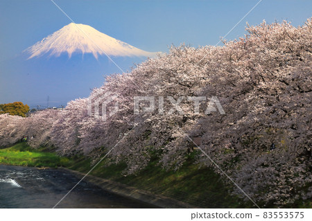 靜岡縣富士市龍井淵的櫻花盛開和富士山的絕景 83553575