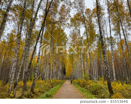 The path in the autumn park, yellow leaves on trees and on the ground, long shadows of trees, walking people, sunbeams of the sun, 83553648