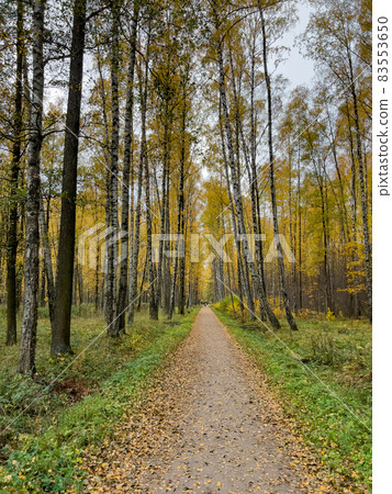 The path in the autumn park, yellow leaves on trees and on the ground, long shadows of trees, walking people, sunbeams of the sun, 83553650